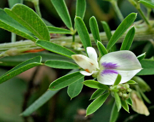 Lespedeza cuneata, Sericea Lespedeza, Chinese Lespedeza, Sericea