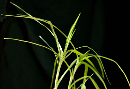 image of Scirpus polyphyllus, Leafy Bulrush