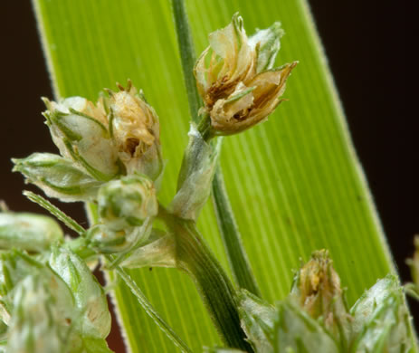 image of Scirpus polyphyllus, Leafy Bulrush