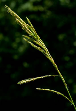 image of Paspalum urvillei, Vasey Grass