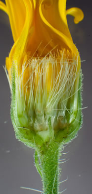 pappus