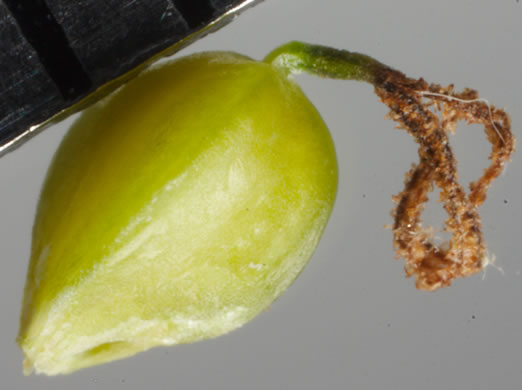 image of Carex striatula, Lined Sedge