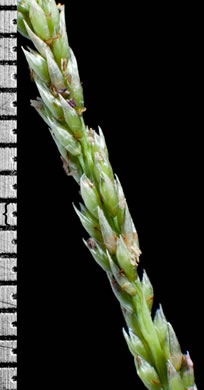 spikelet