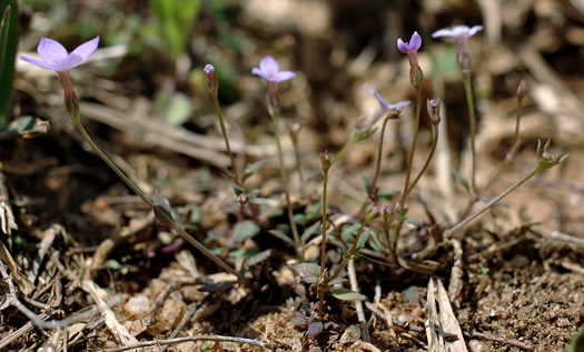 image of Houstonia pusilla, Tiny Bluet, Small Bluet