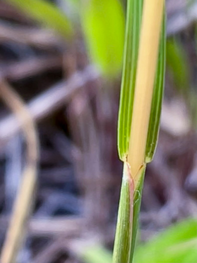 image of Mnesithea cylindrica, Carolina Jointgrass