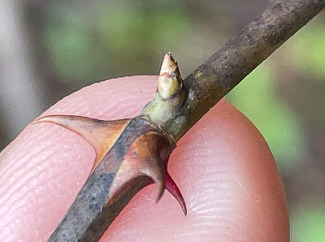 image of Rosa palustris, Swamp Rose