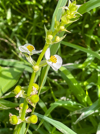 image of Sagittaria australis, Appalachian Arrowhead, Southern Arrowhead, Longbeak Arrowhead