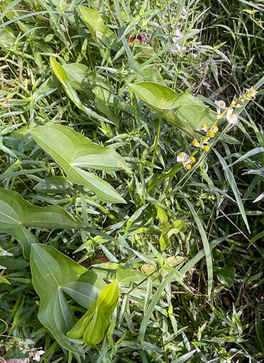 image of Sagittaria australis, Appalachian Arrowhead, Southern Arrowhead, Longbeak Arrowhead