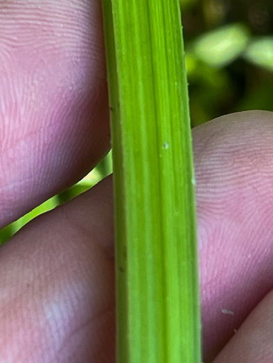 Sagittaria australis, Appalachian Arrowhead, Southern Arrowhead, Longbeak Arrowhead