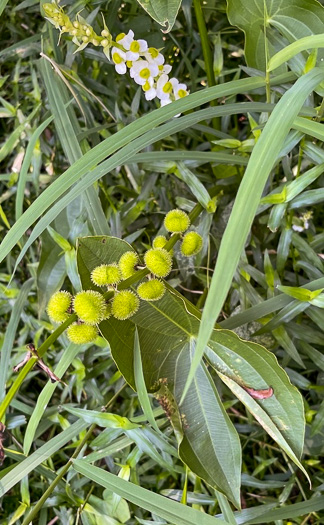 image of Sagittaria australis, Appalachian Arrowhead, Southern Arrowhead, Longbeak Arrowhead