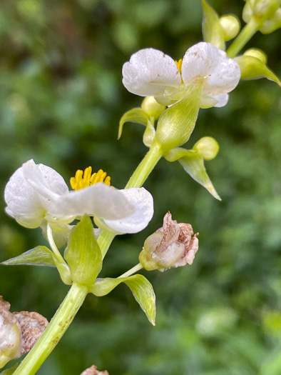 image of Sagittaria australis, Appalachian Arrowhead, Southern Arrowhead, Longbeak Arrowhead