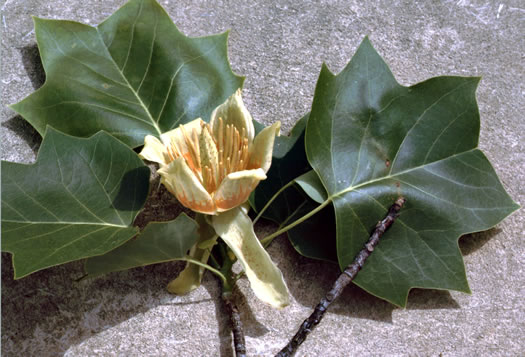 image of Liriodendron tulipifera var. tulipifera, Tuliptree, Yellow Poplar, Whitewood