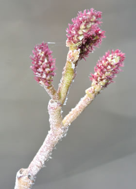 image of Alnus serrulata, Tag Alder, Hazel Alder, Smooth Alder