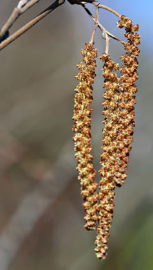 image of Alnus serrulata, Tag Alder, Hazel Alder, Smooth Alder