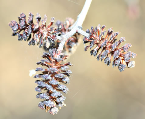 image of Alnus serrulata, Tag Alder, Hazel Alder, Smooth Alder