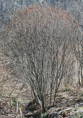 image of Alnus serrulata, Tag Alder, Hazel Alder, Smooth Alder