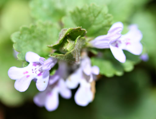 image of Glechoma hederacea, Ground Ivy, Gill-over-the-ground, Creeping Charlie