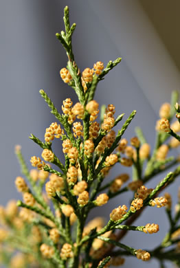 Juniperus virginiana, Eastern Red Cedar