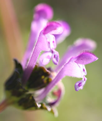flower of Lamium amplexicaule var. amplexicaule, Henbit