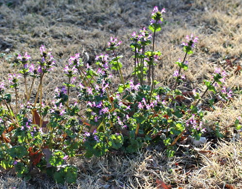 image of Lamium amplexicaule var. amplexicaule, Henbit, Henbit Deadnettle