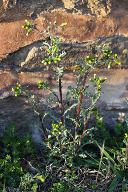 image of Senecio vulgaris, Groundsel