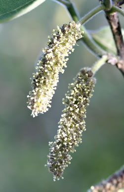 catkin