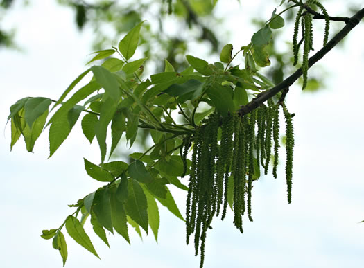 image of Carya illinoinensis, Pecan