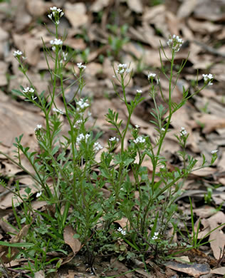 image of Cardamine pensylvanica, Pennsylvania Bittercress, Quaker Bittercress