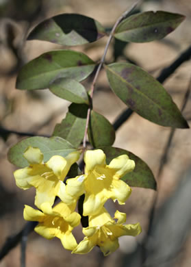 image of Gelsemium sempervirens, Carolina Jessamine, Yellow Jessamine