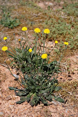 image of Hypochaeris radicata, Hairy Cat's-ear, Spotted Cat's-ear, Cat's Ear Dandelion