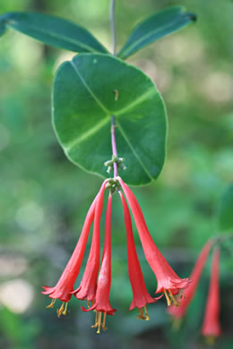 image of Lonicera sempervirens, Coral Honeysuckle, Trumpet Honeysuckle, Scarlet Honeysuckle, Woodbine