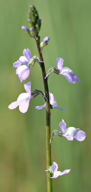 image of Linaria canadensis, Oldfield Toadflax, Common Toadflax, Canada Toadflax