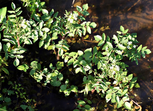 leaf or frond of Nasturtium officinale, Watercress