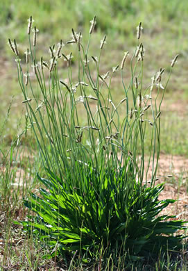 image of Plantago lanceolata, English Plantain, Buckhorn Plantain, Rib-grass, Narrowleaf Plantain