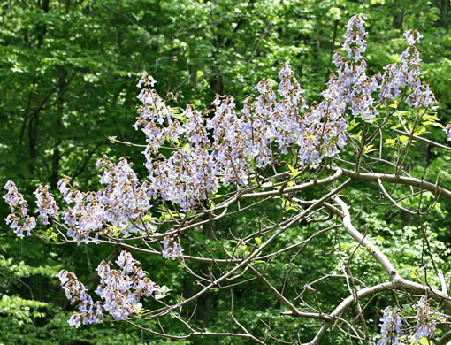 image of Paulownia tomentosa, Princess Tree, Empress Tree, Royal Paulownia