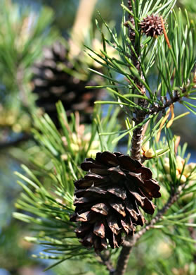 image of Pinus virginiana, Virginia Pine, Scrub Pine, Jersey Pine, Possum Pine