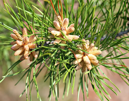 flower of Pinus virginiana, Virginia Pine, Scrub Pine, Jersey Pine