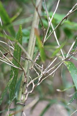 image of Phyllostachys aurea, Golden Bamboo, Fishpole Bamboo
