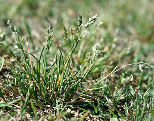 leaf or frond of Poa annua, Annual Bluegrass, Six-weeks Grass, Speargass