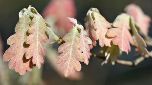 image of Quercus alba, White Oak