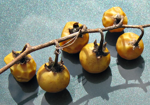 berry: Solanum carolinense var. carolinense, Carolina Horsenettle, Ball-nettle