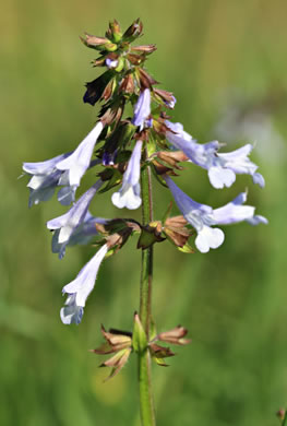 image of Salvia lyrata, Lyreleaf Sage, Cancer-weed