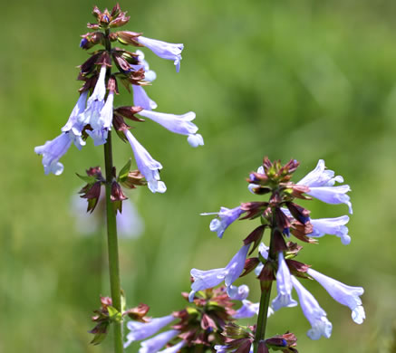 image of Salvia lyrata, Lyreleaf Sage, Cancer-weed