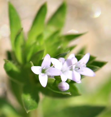 image of Galium sherardia, Field Madder, Blue Field-madder