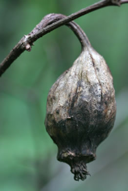 image of Calycanthus floridus, Sweetshrub, Carolina Allspice, Strawberry-shrub