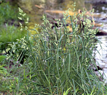 image of Dactylis glomerata, Orchard Grass