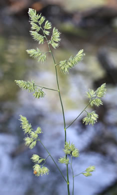 flower of Dactylis glomerata, Orchard Grass