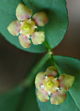 image of Euonymus americanus, Hearts-a-bustin', Strawberry-bush