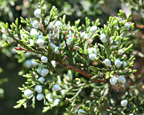 image of Juniperus virginiana, Eastern Red Cedar