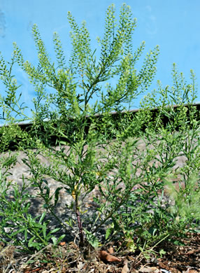 image of Lepidium virginicum var. virginicum, Poor Man's Pepper, Peppergrass